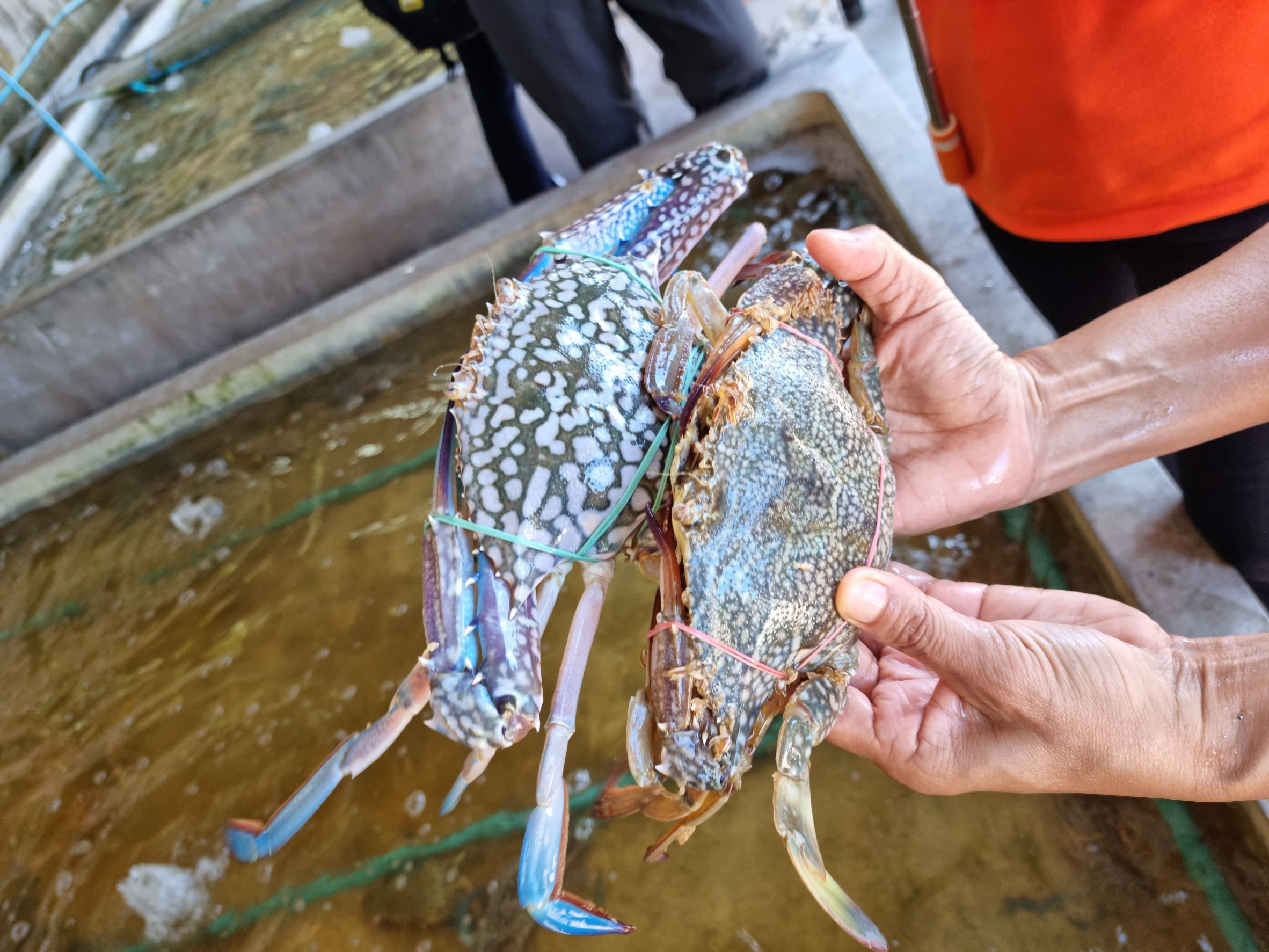 ดีพร้อม นำคณะ ตสร. เยี่ยมชมสถานประกอบการ “ปูคอนโด” เปิดเส้นทางการเติบโตทางธุรกิจพร้อมโชว์ผลสำเร็จภายใต้การดูแลของดีพร้อมตลอด 17 ปี